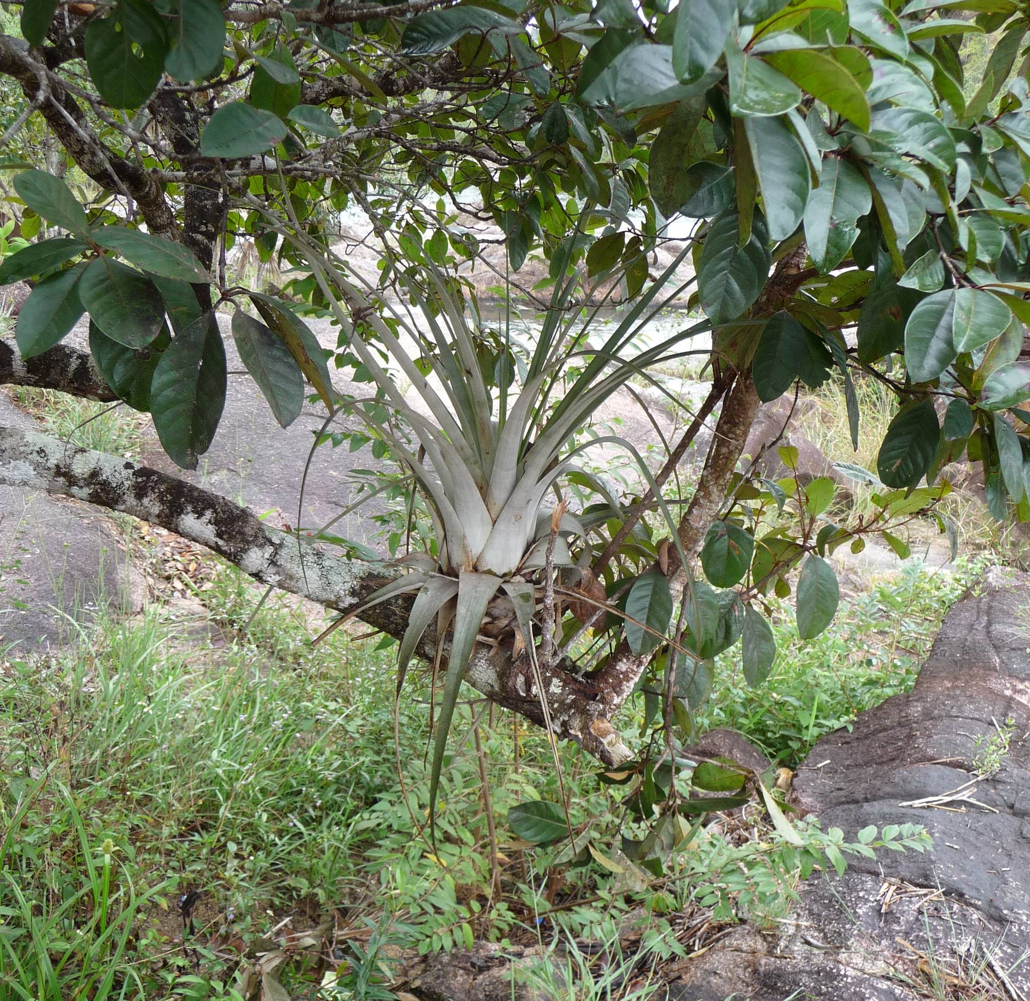 Tillandsia dasyliriifolia